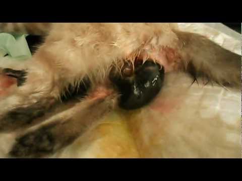 Chaton Siamois A Donner Sosanimaux