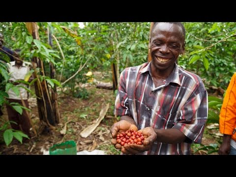 download lagu mp3 mp4 African Coffee Beans, download lagu African Coffee Beans gratis, unduh video klip African Coffee Beans