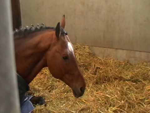 Hengst Ciacomo v. Cor de la Bruyère beim Mittagsschläfchen