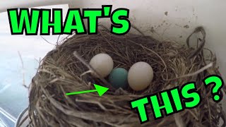 Doves Nest or Robins Nest : Dove sitting on Robin Egg and lay’s her own eggs