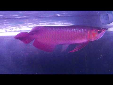 アロワナ ウルトラマニア　95F6B　(2012.09.20)