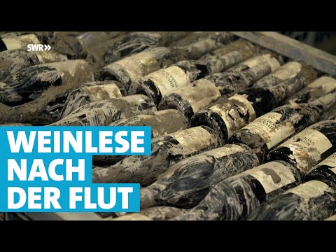 Flutwein aus Mayschoß: Weinlese nach dem Hochwasser