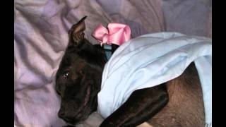 preview picture of video 'Anika rescue dog for adoption Many Tears'