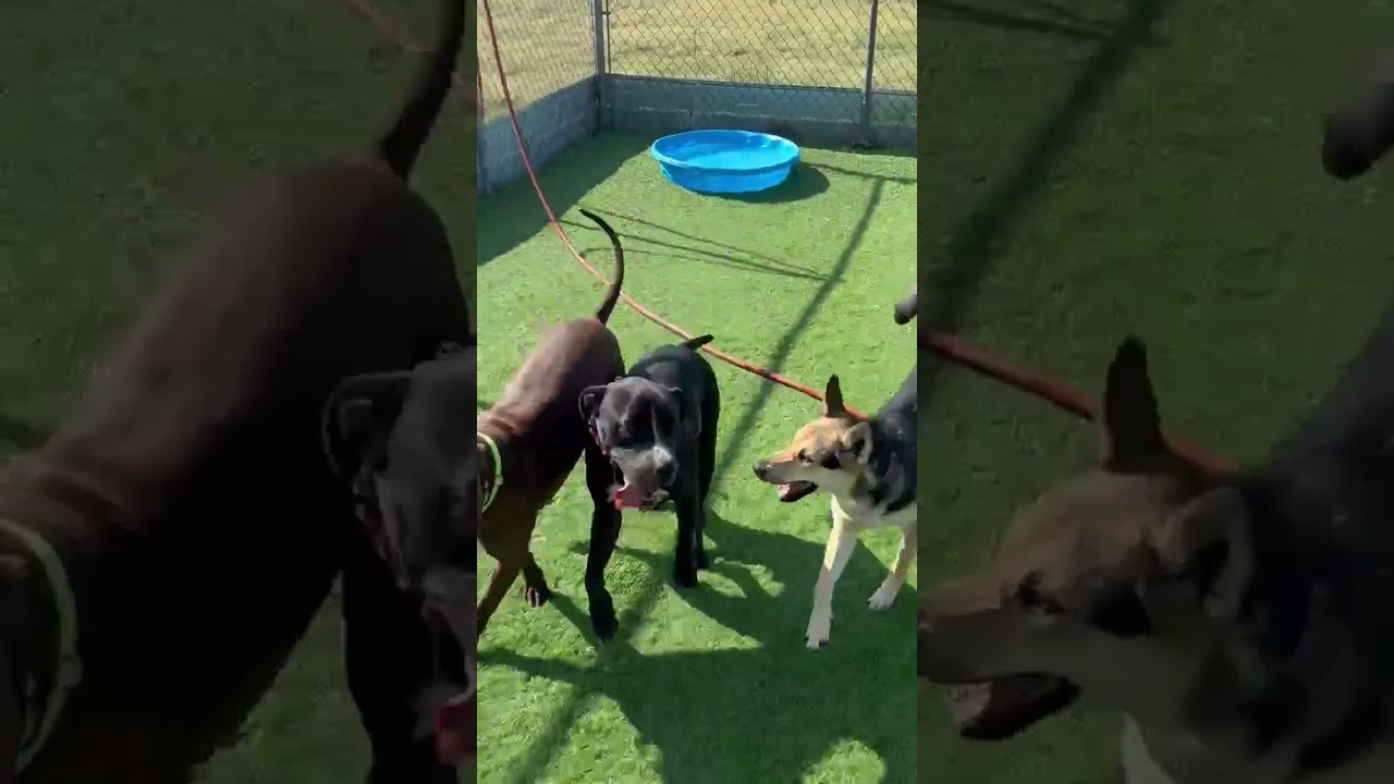 Enlarge Bub, a Adoptable Pit Bull Terrier in Denver , CO video 2/6