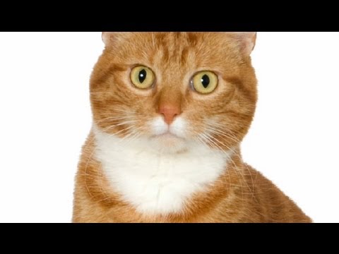Allergies to Cats in Humans : Treating Allergies