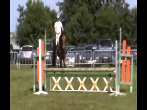 4y old gelding by Vigo d'arsouilles x Gibramino 1ste show SOLD