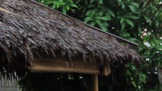 O nico sobrevivente.      (Para refletir)