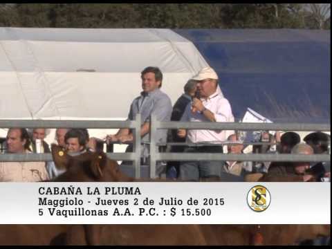 02-07-15 Venta de Vaquillonas P.C. - Cabaña La Pluma de Firpo - Maggiolo.