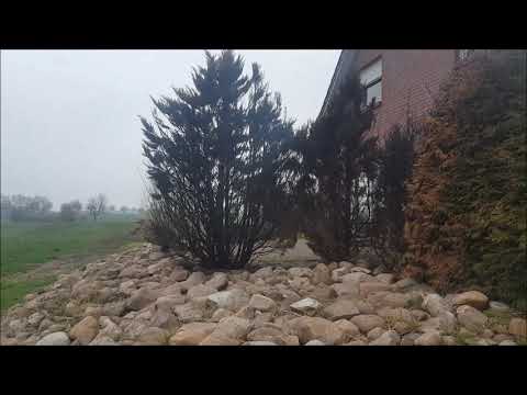 Man burns down hedge. Update: Kingden Live on location.