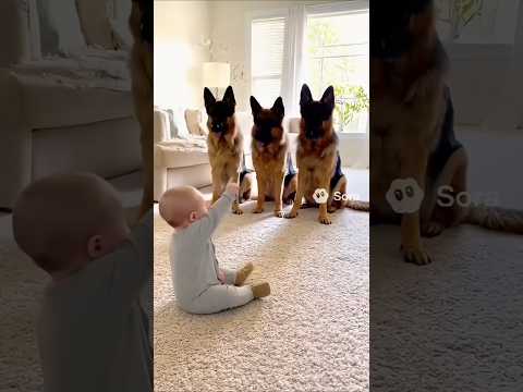 When Baby Says “Bang!”😂 Dogs Fall Over! Funny Dogs Video