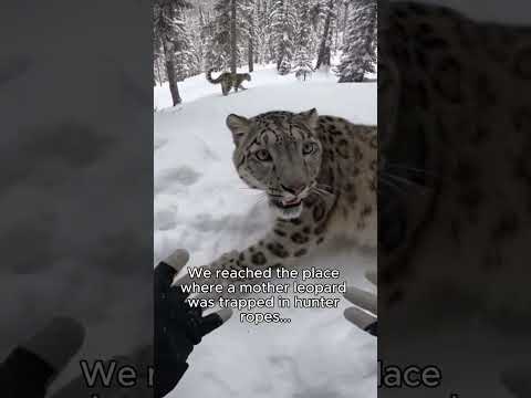 Leopard Asks For Help To Save His Mom! #wildlife #rescue #leopard