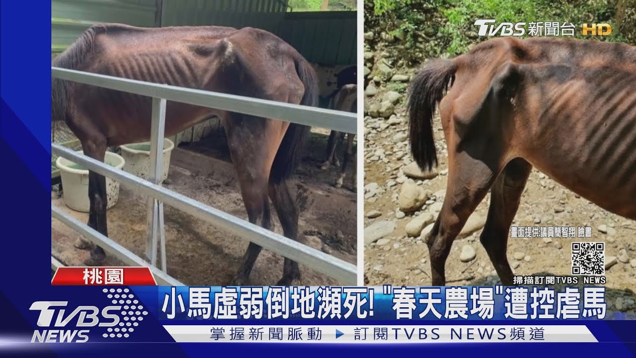 「皮包骨」小馬倒地瀕死!春天農場遭控虐馬 喊冤:天氣熱吃不下