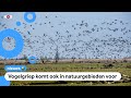 Boswachters: 'Pas op voor zieke vogels'