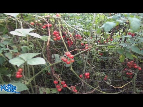 , title : '⟹ Everglades Tomato | Solanum pimpinellifolium | DON"T PLANT THEM IN YOUR GARDEN!'
