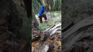 Download lagu Python's Nest Part 1 mp3 Download lagu Python's Nest Part 1 mp3