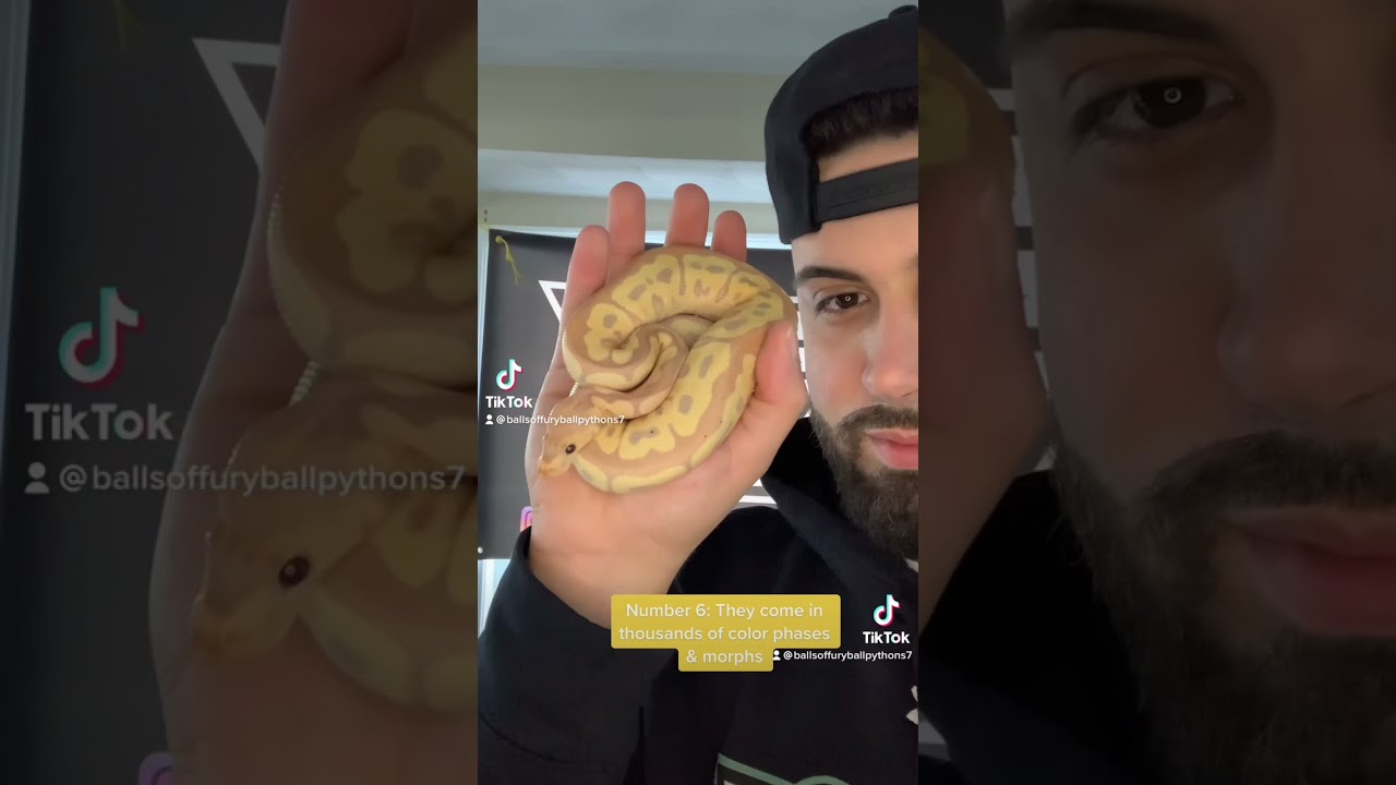 How much does a banana ball python cost? Tipseri