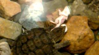 Epic Snapping Turtle destroying a mouse *Graphic*