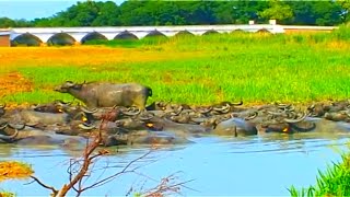 preview picture of video 'A puszta - Rövidfilm a Hortobágy állatvilágáról és hangulatáról'