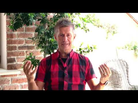 Šv.Dvasia - Patarėjas