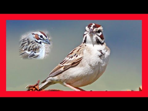Strnádlik harlekýnsky (Chondestes grammacus) — spev a hlas v prírode