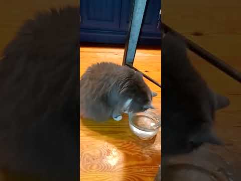 My cat is scared of Ice Cubes!!!! - YouTube