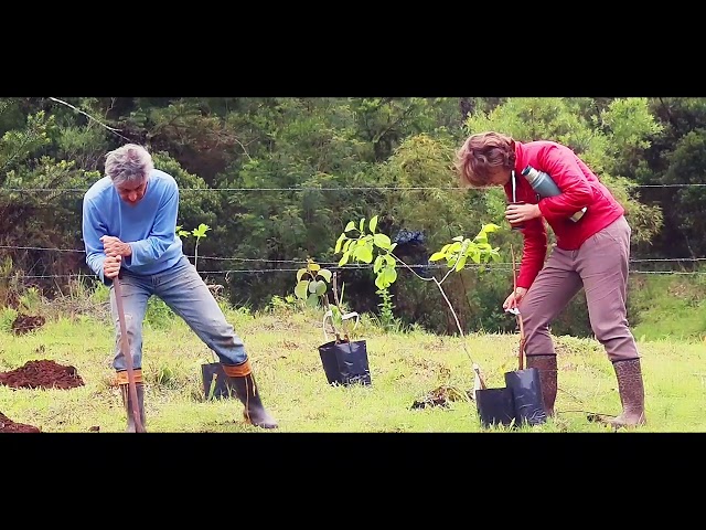 Plantando Árvores em Urubici-SC 