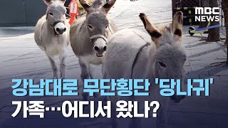강남대로 무단횡단 '당나귀' 가족…어디서 왔나? (2021.02.13/뉴스데스크/MBC