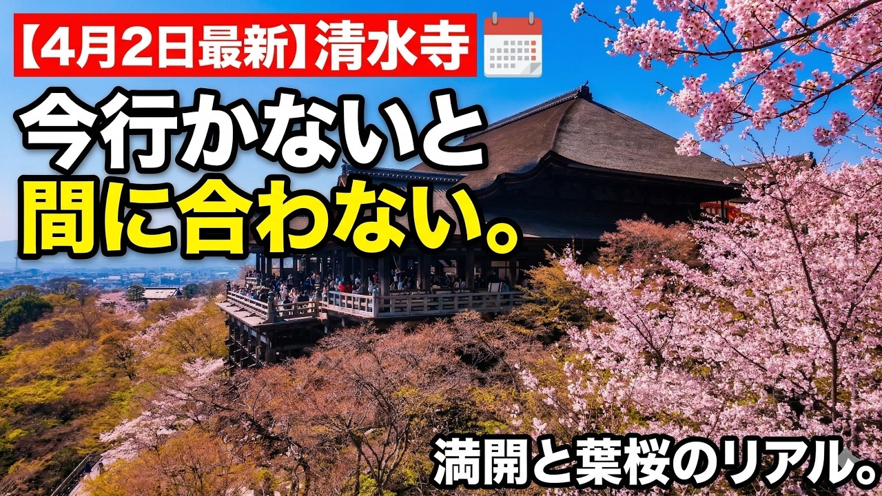 【4月2日最新】清水寺の桜、今行かないと間に合わない。満開と葉桜が同時に見えた京都を歩く