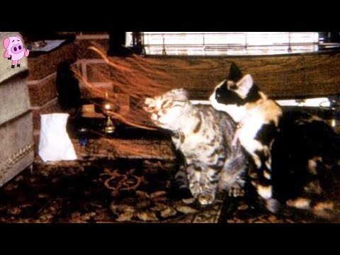 Real Ghost Animals Caught on Camera