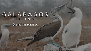 Silversea Cruises: Your Ultimate Galápagos Islands Expedition Adventure