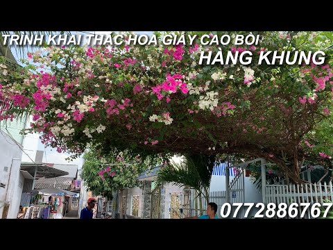 Ngày 26/4/2023 EM CHÀO ANH CHỊ NAY EM CÓ KHAI THÁC CÂY CAO BỒI HÀNG VIP ĐỂ GIAO LƯU CÙNG ANH CHỊ