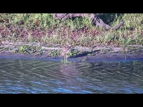 Djuma: Water Thick-knee - 18:05 - 01/14/2023
