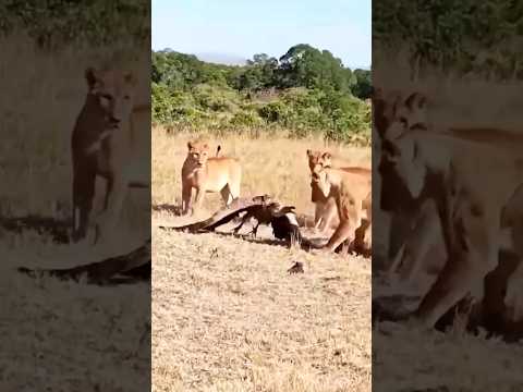 lions hunting vulture | lion vs cheel #animals #viral
