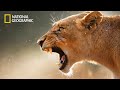 African Cats Lion Pride Documentary National Geographic Documentary 2023