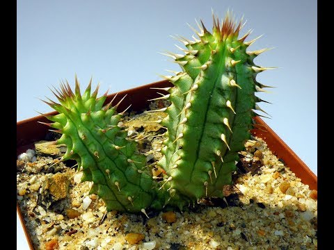 Hoodia gordonii svorio metimui. Atkins dietos pranešimų lenta