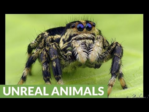 Cute little jumping spider will cure your arachnophobia