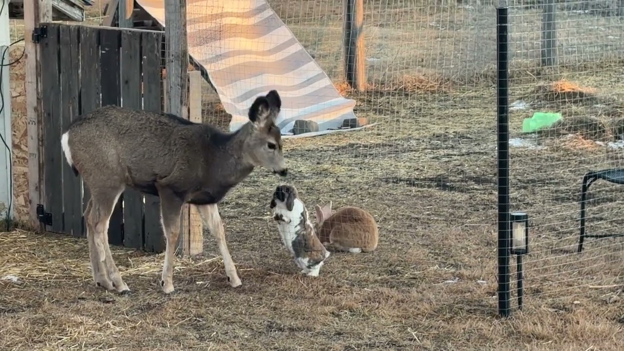 A Real-Life Bambi and Thumper Moment || ViralHog