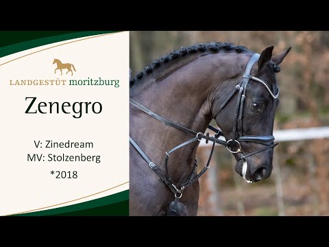 ZENEGRO v. Zinedream - Stolzenberg 2023