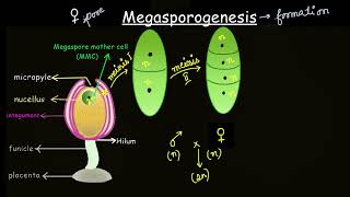 Megasporogenesis | Sexual reproduction in flowering plants | Biology | Khan Academy