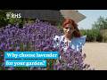 The benefits of lavender and how to care for them | The RHS
