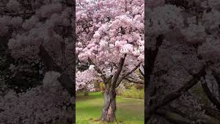 Spring : Coming Soon!