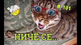 Приколы с котами, собаками, омикс февраль 2019 ч.1 / Fun with animals February 2019 part 1