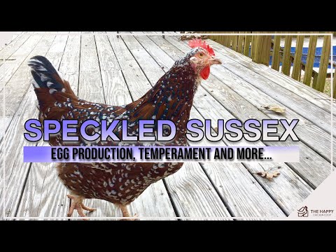Speckled Sussex — egg production a temperament