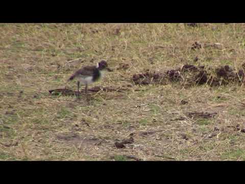 Djuma: Blacksmith Lapwing chick - 07:59 - 09/22/18