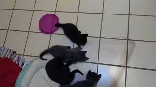 Foster Kittens Attack Toy Mousey - Kittens Seven - Thirteen