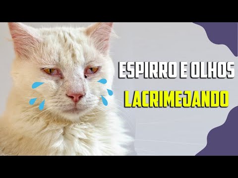 Meu gato está espirrando e com os olhos lacrimejando! O que eu faço?