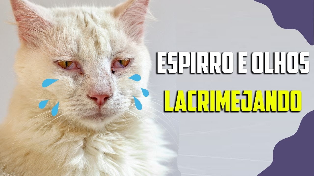 Meu gato está espirrando e com os olhos lacrimejando! O que eu faço?