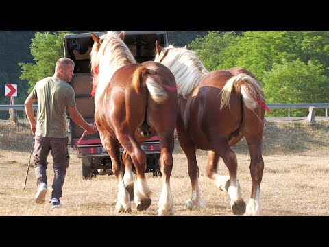 Armăsari linia Fitero Lazăr de la Bistrița 2022