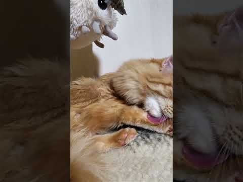 🐱My Big Cat Family - Liusia and Mole #short #shortvideo #shortscatsvideos #cats #cat #cutecats