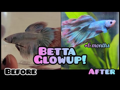 Betta Transformation and Glow Up!